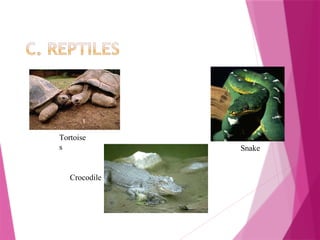 Tortoise
s Snake
Crocodile
 