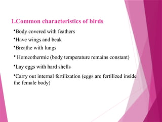 1.Common characteristics of birds
•Body covered with feathers
•Have wings and beak
•Breathe with lungs
• Homeothermic (body temperature remains constant)
•Lay eggs with hard shells
•Carry out internal fertilization (eggs are fertilized inside
the female body)
 