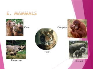 Tiger
Rhinoceros
Camel Orangutan
Elephant
 