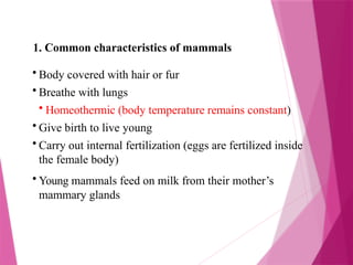 1. Common characteristics of mammals
• Body covered with hair or fur
• Breathe with lungs
• Homeothermic (body temperature remains constant)
• Give birth to live young
• Carry out internal fertilization (eggs are fertilized inside
the female body)
• Young mammals feed on milk from their mother’s
mammary glands
 