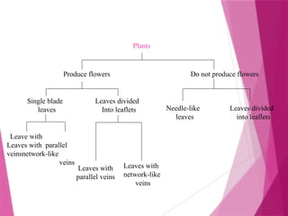 Plants
Produce flowers Do not produce flowers
Needle-like
leaves
Leaves divided
into leaflets
Leave with
Leaves with parallel
veinsnetwork-like
veins
Single blade
leaves
Leaves divided
Into leaflets
Leaves with
network-like
veins
Leaves with
parallel veins
 