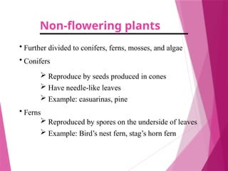 Non-flowering plants
• Further divided to conifers, ferns, mosses, and algae
• Conifers
 Reproduce by seeds produced in cones
 Have needle-like leaves
 Example: casuarinas, pine
• Ferns
 Reproduced by spores on the underside of leaves
 Example: Bird’s nest fern, stag’s horn fern
 