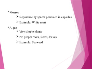 • Mosses
 Reproduce by spores produced in capsules
 Example: White moss
• Algae
 Very simple plants
 No proper roots, stems, leaves
 Example: Seaweed
 