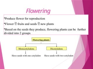 Flowering
plants
•Produce flower for reproduction
•Flower  fruits and seeds  new plants
•Based on the seeds they produce, flowering plants can be further
divided into 2 groups
Flowering plants
Monocotyledons Dicotyledons
Have seeds with one cotyledon Have seeds with two cotyledon
 