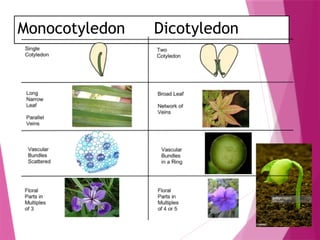 Monocotyledon Dicotyledon
 