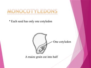 One cotyledon
A maize grain cut into half
• Each seed has only one cotyledon
 