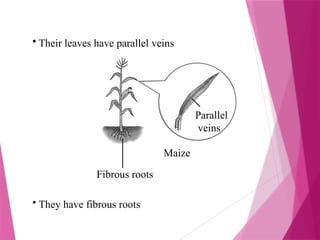 • Their leaves have parallel veins
Parallel
veins
Maize
Fibrous roots
• They have fibrous roots
 