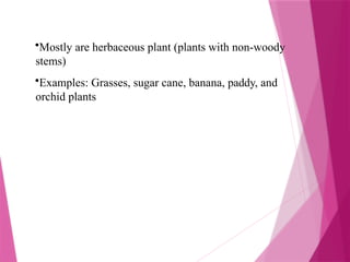 •Mostly are herbaceous plant (plants with non-woody
stems)
•Examples: Grasses, sugar cane, banana, paddy, and
orchid plants
 