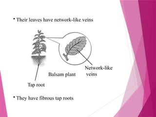 Balsam plant
Network-like
veins
• Their leaves have network-like veins
Tap root
• They have fibrous tap roots
 