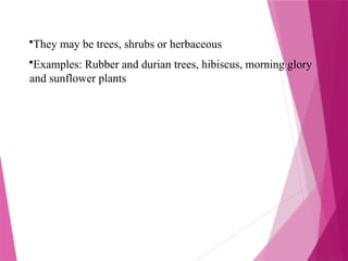 •They may be trees, shrubs or herbaceous
•Examples: Rubber and durian trees, hibiscus, morning glory
and sunflower plants
 