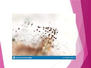FORM 2 CHAPTER 1 BIODIVERSITY.pptxxxxxxxxxxxxxxxx | PPTX
