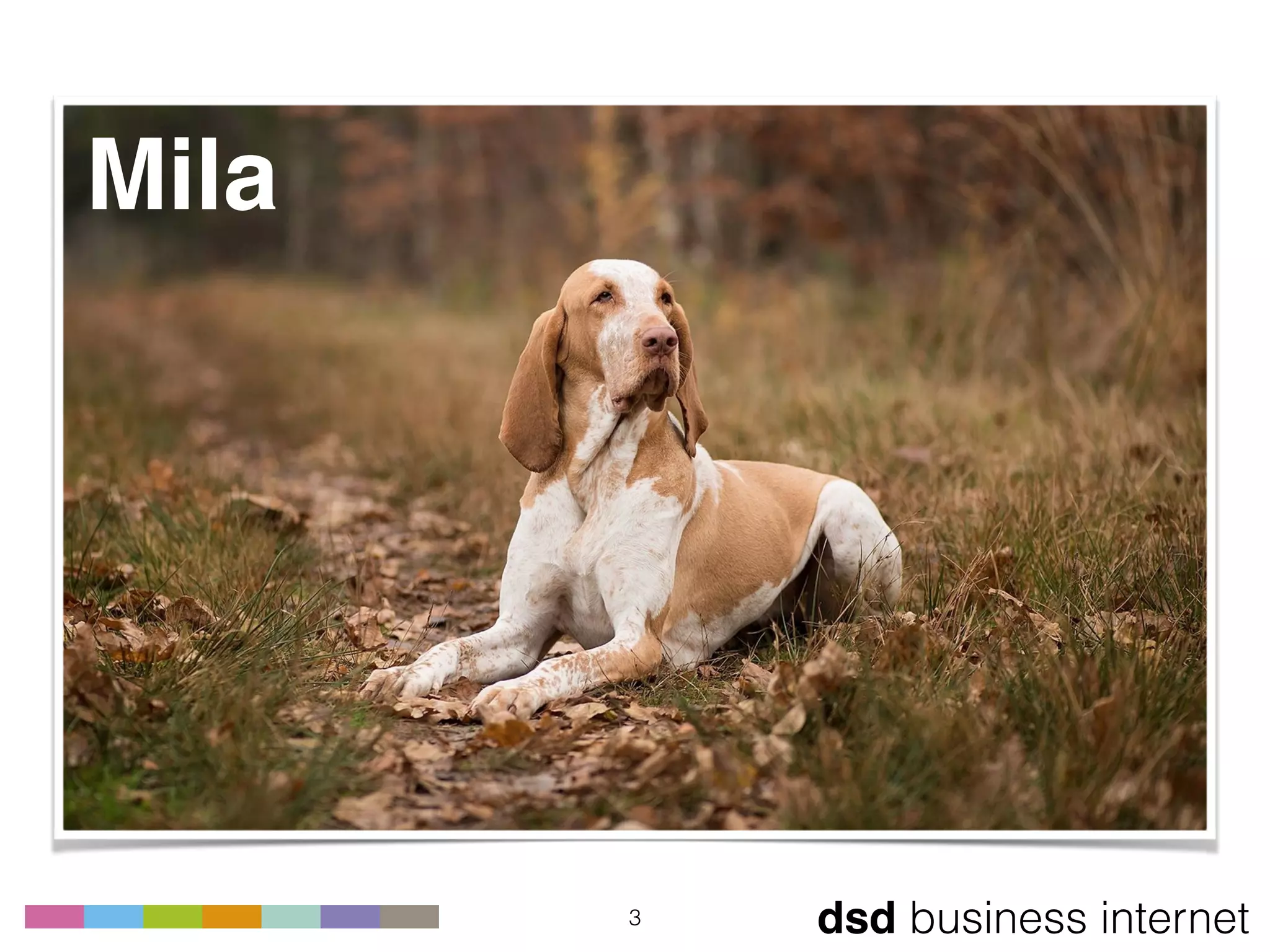 dsd business internet3
Mila
 