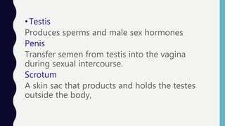 •Testis
Produces sperms and male sex hormones
Penis
Transfer semen from testis into the vagina
during sexual intercourse.
Scrotum
A skin sac that products and holds the testes
outside the body,
 