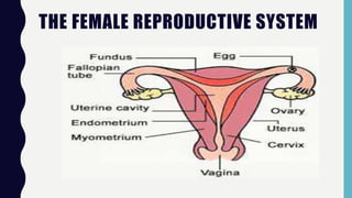 THE FEMALE REPRODUCTIVE SYSTEM
 