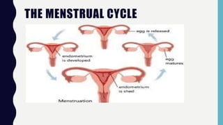 THE MENSTRUAL CYCLE
 
