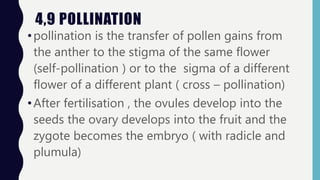 4,9 POLLINATION
•pollination is the transfer of pollen gains from
the anther to the stigma of the same flower
(self-pollination ) or to the sigma of a different
flower of a different plant ( cross – pollination)
•After fertilisation , the ovules develop into the
seeds the ovary develops into the fruit and the
zygote becomes the embryo ( with radicle and
plumula)
 