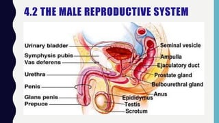 4.2 THE MALE REPRODUCTIVE SYSTEM
 