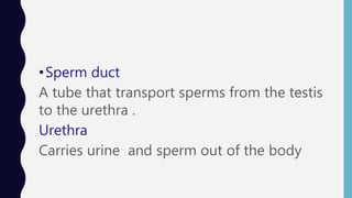 •Sperm duct
A tube that transport sperms from the testis
to the urethra .
Urethra
Carries urine and sperm out of the body
 