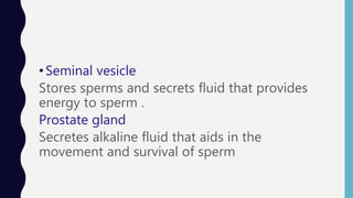 •Seminal vesicle
Stores sperms and secrets fluid that provides
energy to sperm .
Prostate gland
Secretes alkaline fluid that aids in the
movement and survival of sperm
 