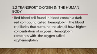 1.2 TRANSPORT OXYGEN IN THE HUMAN
BODY
• Red blood cell found in blood contain a dark
red compound called hemoglobin. the blood
capillaries that surround the alveoli have higher
concentration of oxygen . Hemoglobin
combines with the oxygen called
oxyhemoglobin
 