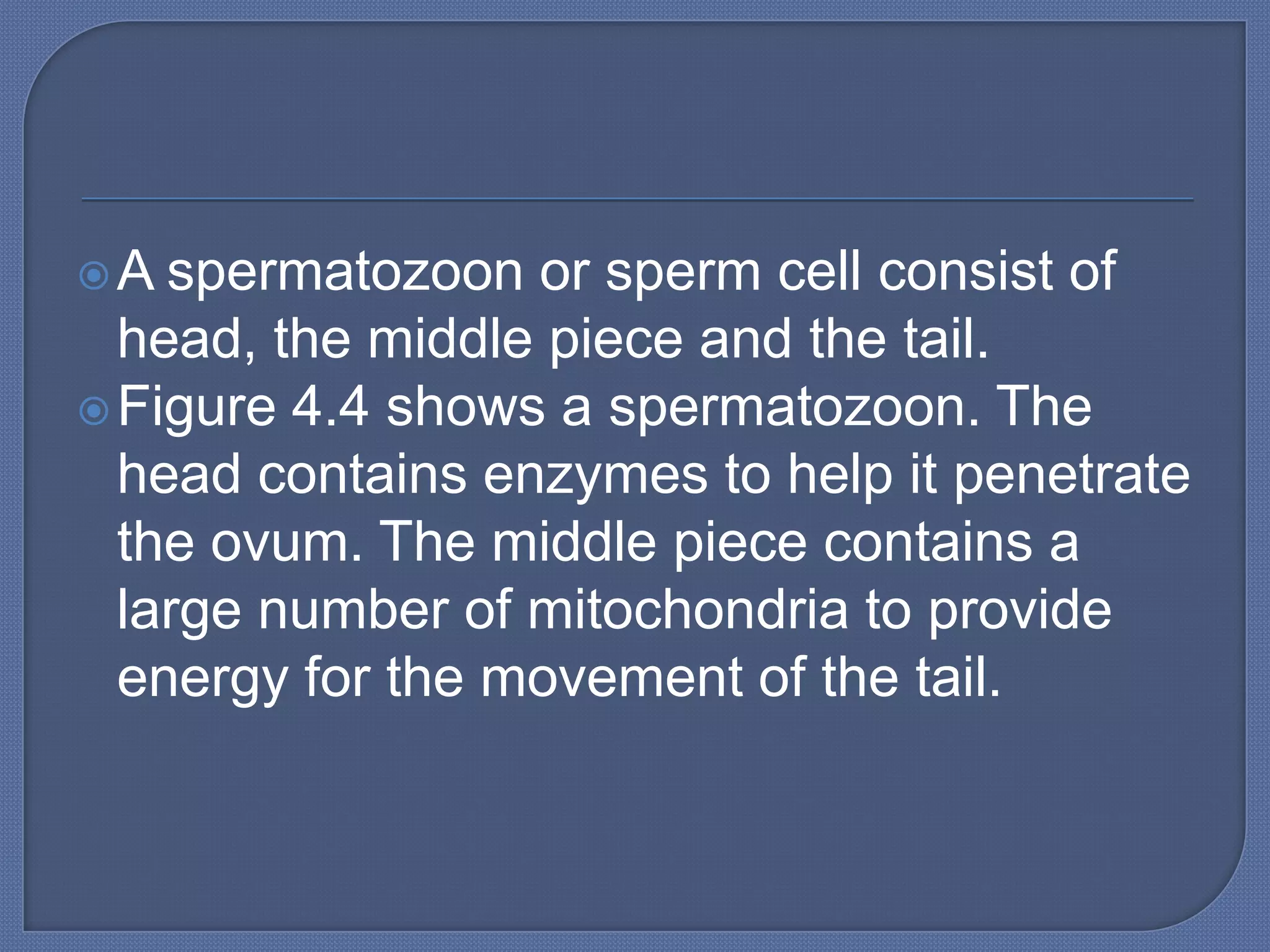 A  spermatozoon or sperm cell consist of
  head, the middle piece and the tail.
 Figure 4.4 shows a spermatozoon. The
  head contains enzymes to help it penetrate
  the ovum. The middle piece contains a
  large number of mitochondria to provide
  energy for the movement of the tail.
 