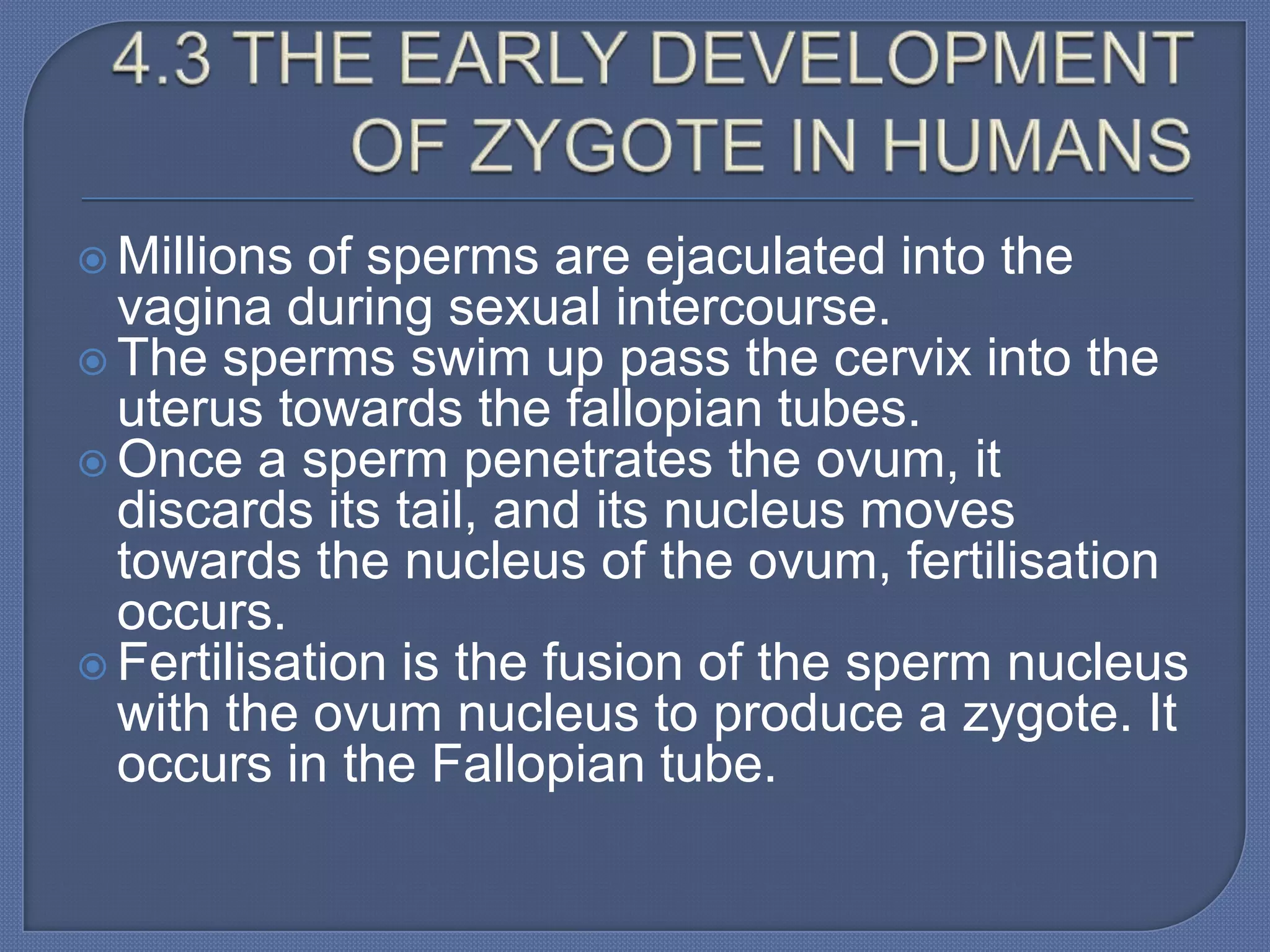  Millions of sperms are ejaculated into the
  vagina during sexual intercourse.
 The sperms swim up pass the cervix into the
  uterus towards the fallopian tubes.
 Once a sperm penetrates the ovum, it
  discards its tail, and its nucleus moves
  towards the nucleus of the ovum, fertilisation
  occurs.
 Fertilisation is the fusion of the sperm nucleus
  with the ovum nucleus to produce a zygote. It
  occurs in the Fallopian tube.
 