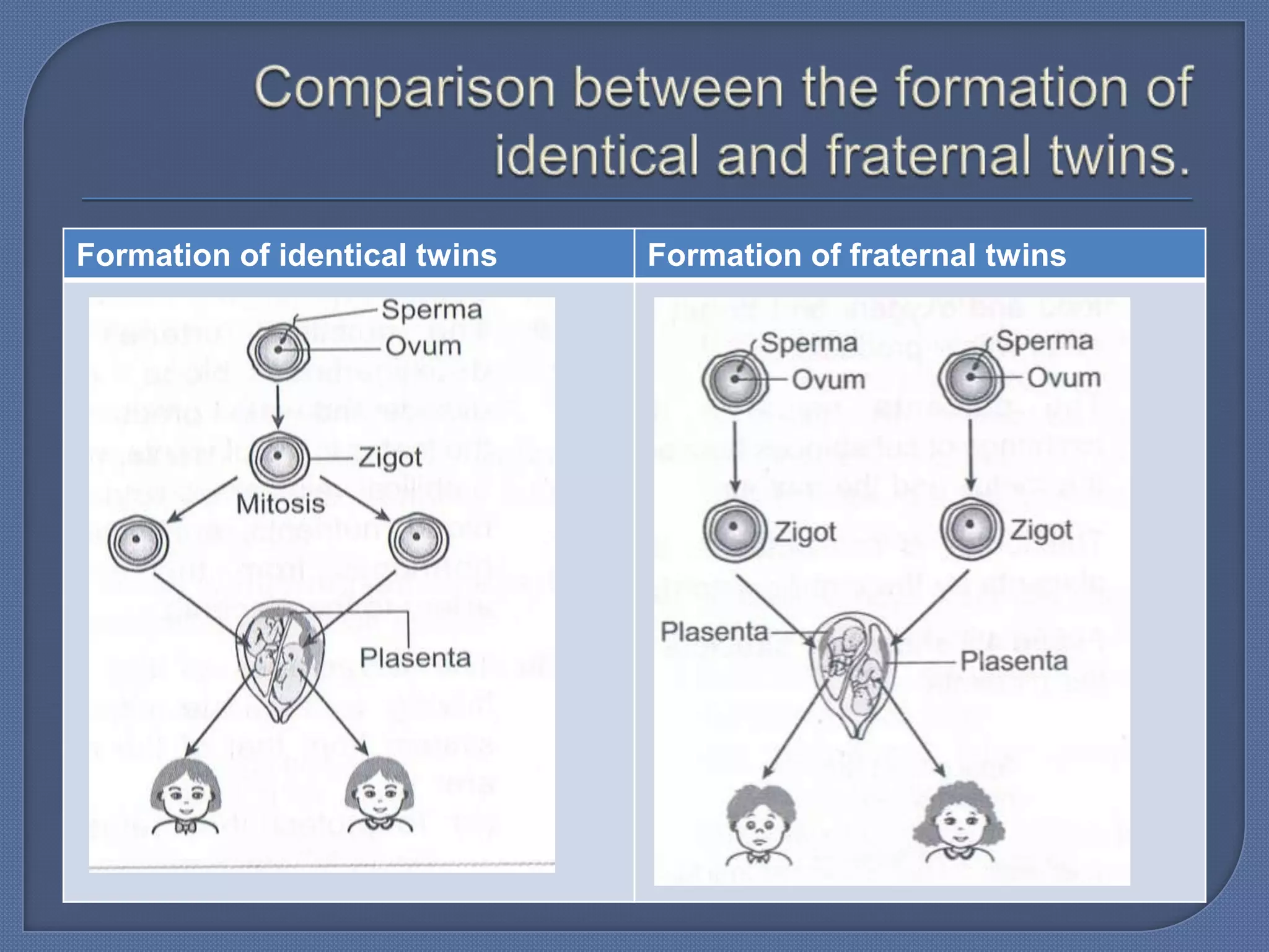 Formation of identical twins   Formation of fraternal twins
 