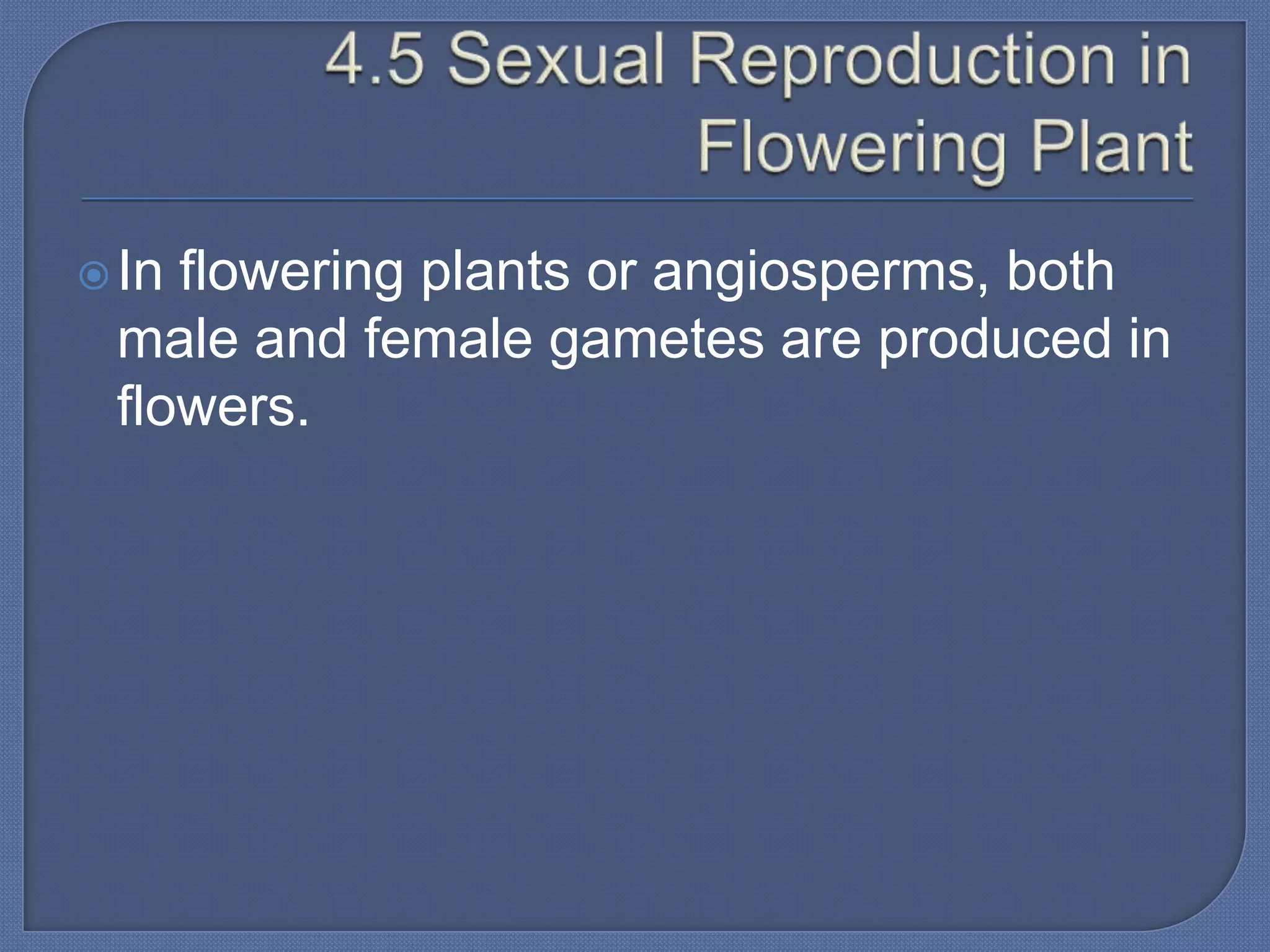  Inflowering plants or angiosperms, both
 male and female gametes are produced in
 flowers.
 