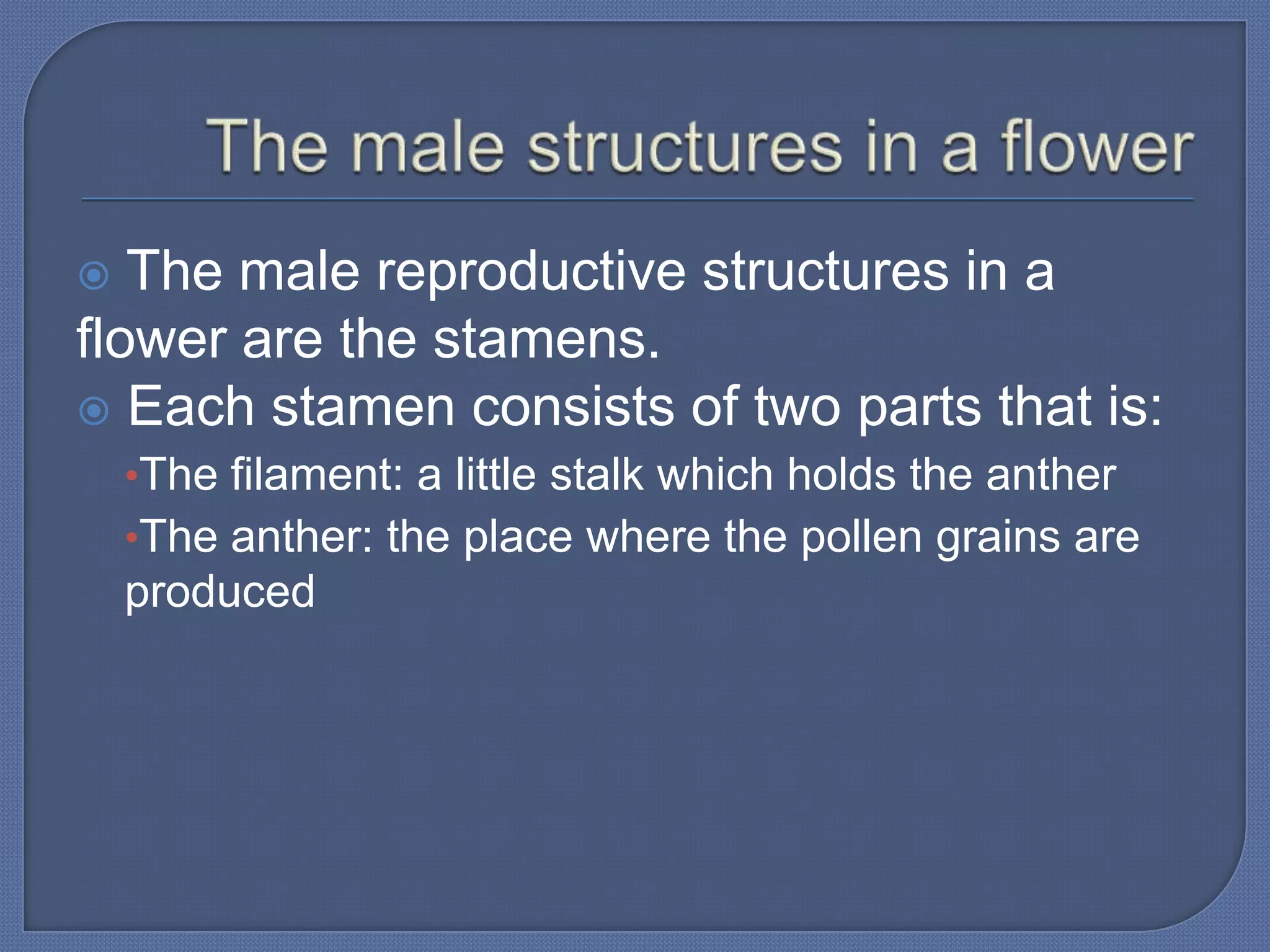   The male reproductive structures in a
flower are the stamens.
 Each stamen consists of two parts that is:
    •The filament: a little stalk which holds the anther
    •The anther: the place where the pollen grains are
    produced
 