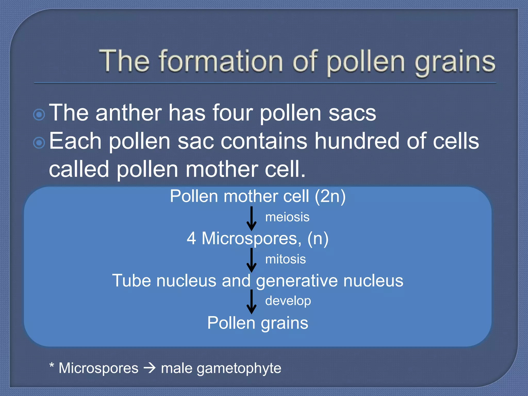  The  anther has four pollen sacs
 Each pollen sac contains hundred of cells
  called pollen mother cell.
                 Pollen mother cell (2n)
                              meiosis
                   4 Microspores, (n)
                              mitosis
         Tube nucleus and generative nucleus
                              develop
                      Pollen grains

 * Microspores  male gametophyte
 