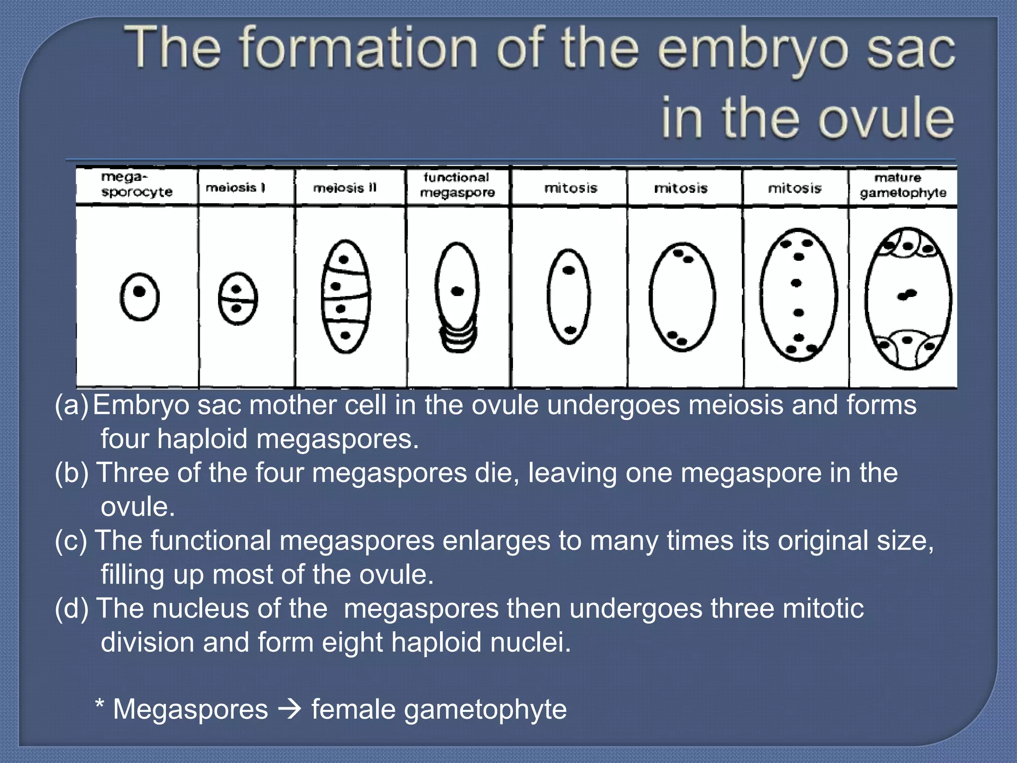 (a) Embryo sac mother cell in the ovule undergoes meiosis and forms
    four haploid megaspores.
(b) Three of the four megaspores die, leaving one megaspore in the
    ovule.
(c) The functional megaspores enlarges to many times its original size,
    filling up most of the ovule.
(d) The nucleus of the megaspores then undergoes three mitotic
    division and form eight haploid nuclei.

   * Megaspores  female gametophyte
 