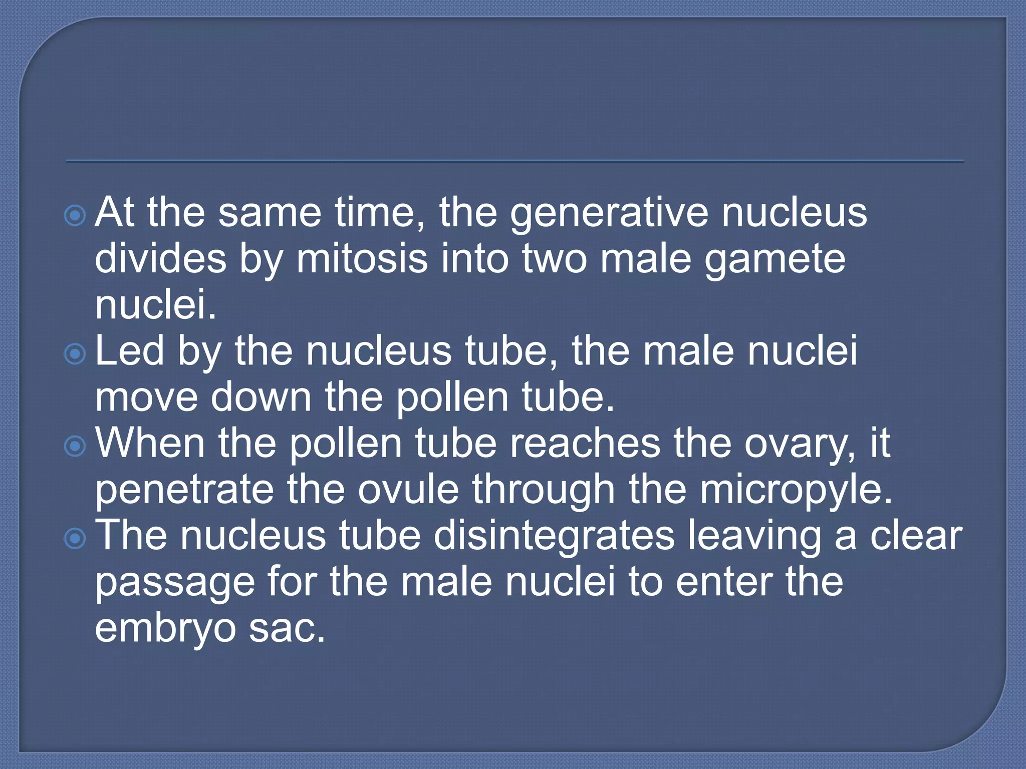  At the same time, the generative nucleus
  divides by mitosis into two male gamete
  nuclei.
 Led by the nucleus tube, the male nuclei
  move down the pollen tube.
 When the pollen tube reaches the ovary, it
  penetrate the ovule through the micropyle.
 The nucleus tube disintegrates leaving a clear
  passage for the male nuclei to enter the
  embryo sac.
 