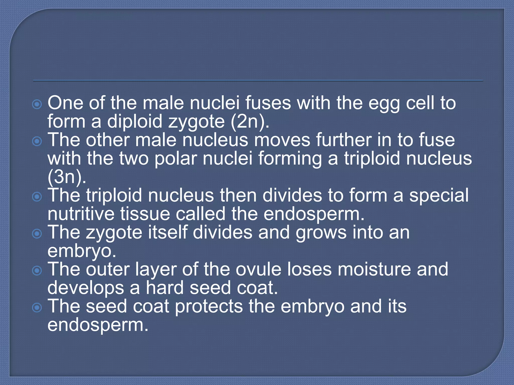  One of the male nuclei fuses with the egg cell to
  form a diploid zygote (2n).
 The other male nucleus moves further in to fuse
  with the two polar nuclei forming a triploid nucleus
  (3n).
 The triploid nucleus then divides to form a special
  nutritive tissue called the endosperm.
 The zygote itself divides and grows into an
  embryo.
 The outer layer of the ovule loses moisture and
  develops a hard seed coat.
 The seed coat protects the embryo and its
  endosperm.
 