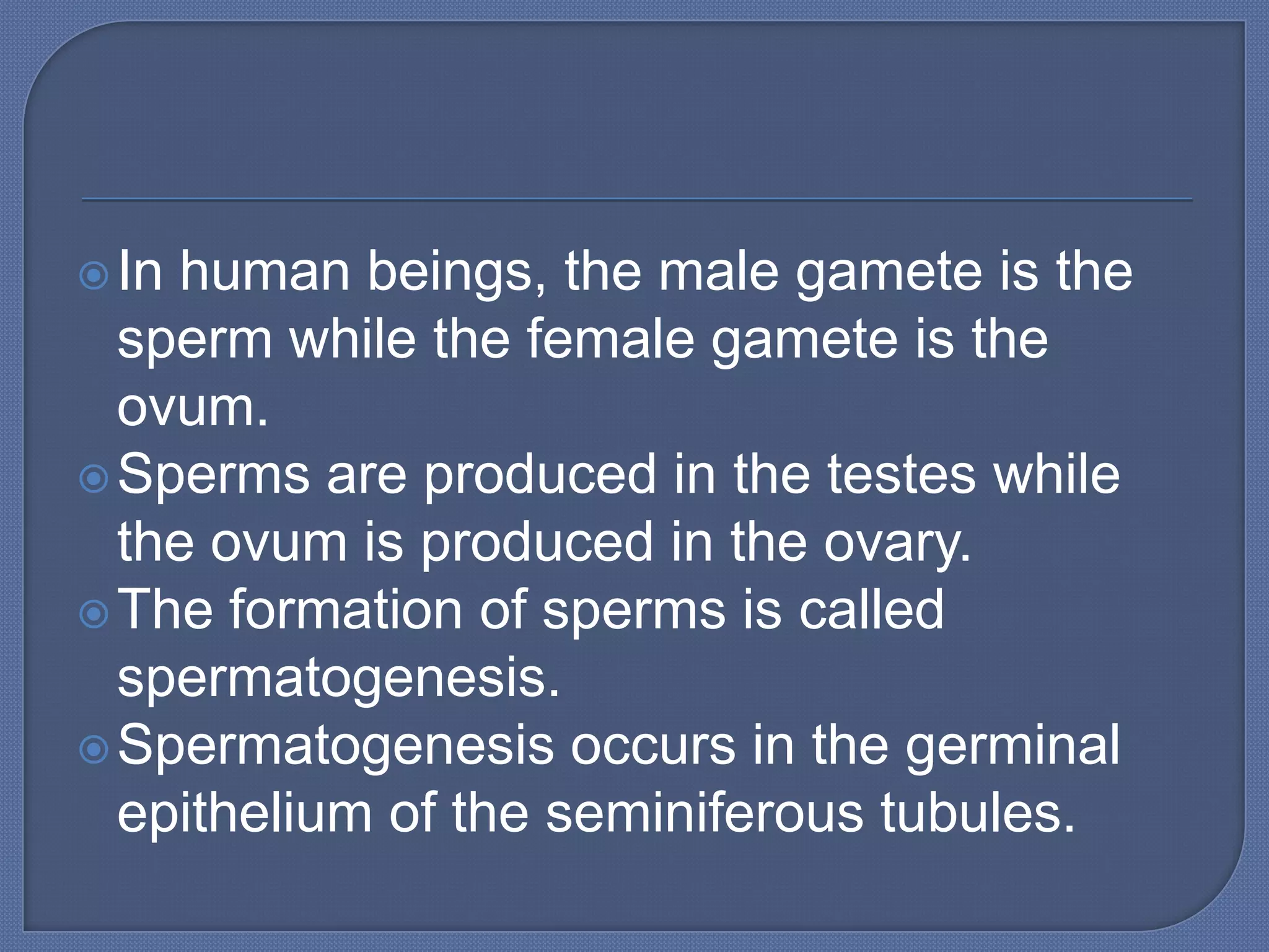  Inhuman beings, the male gamete is the
  sperm while the female gamete is the
  ovum.
 Sperms are produced in the testes while
  the ovum is produced in the ovary.
 The formation of sperms is called
  spermatogenesis.
 Spermatogenesis occurs in the germinal
  epithelium of the seminiferous tubules.
 