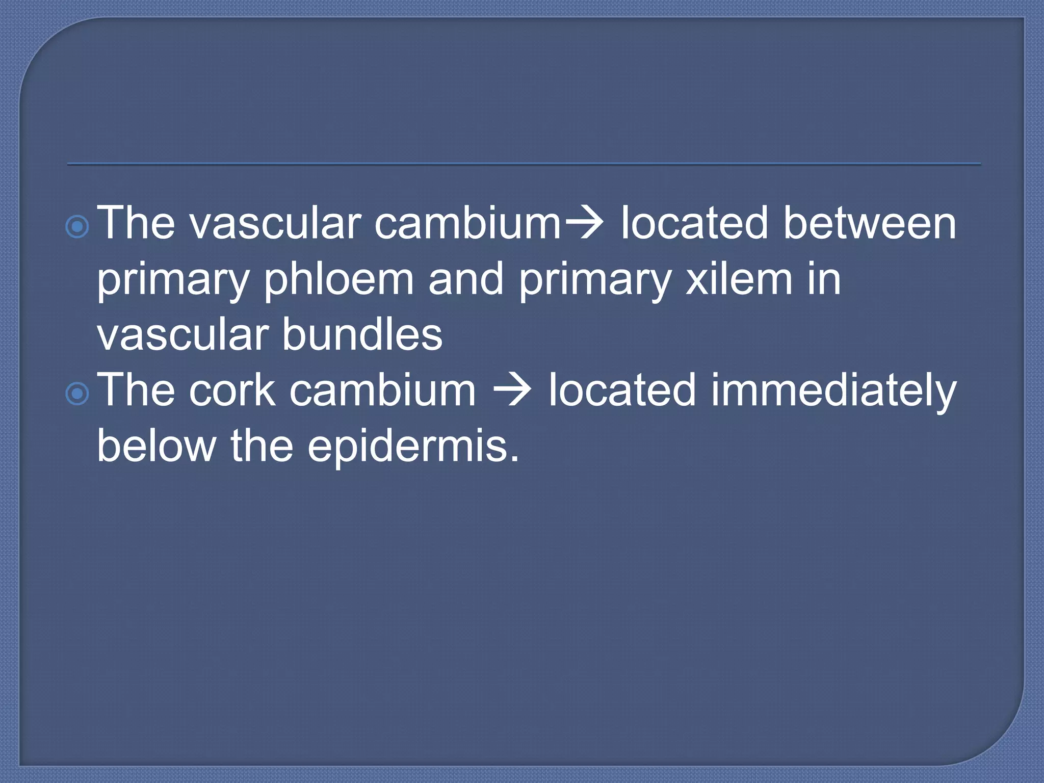  The vascular cambium located between
  primary phloem and primary xilem in
  vascular bundles
 The cork cambium  located immediately
  below the epidermis.
 