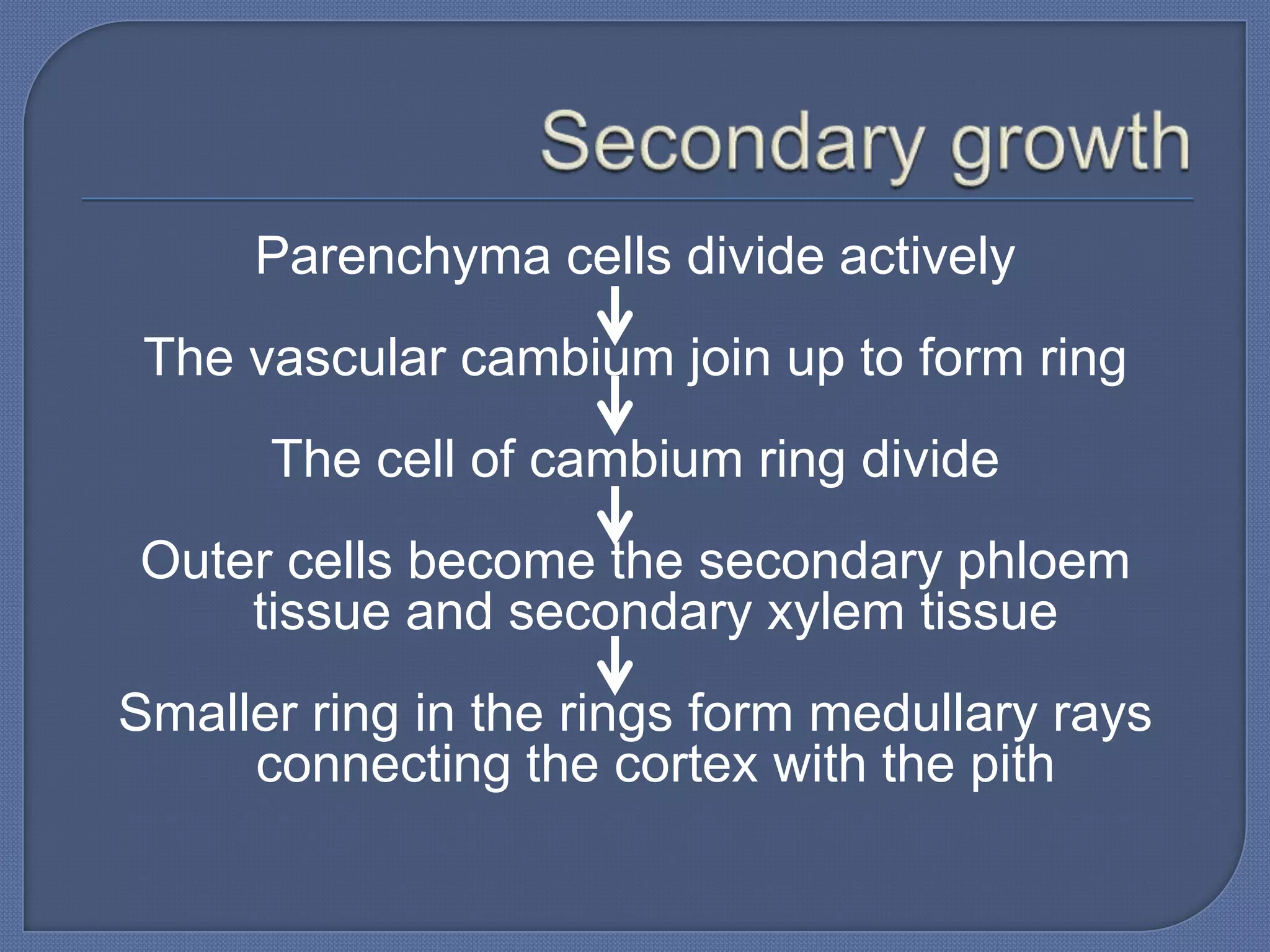 Parenchyma cells divide actively
 The vascular cambium join up to form ring
      The cell of cambium ring divide
Outer cells become the secondary phloem
    tissue and secondary xylem tissue
Smaller ring in the rings form medullary rays
     connecting the cortex with the pith
 
