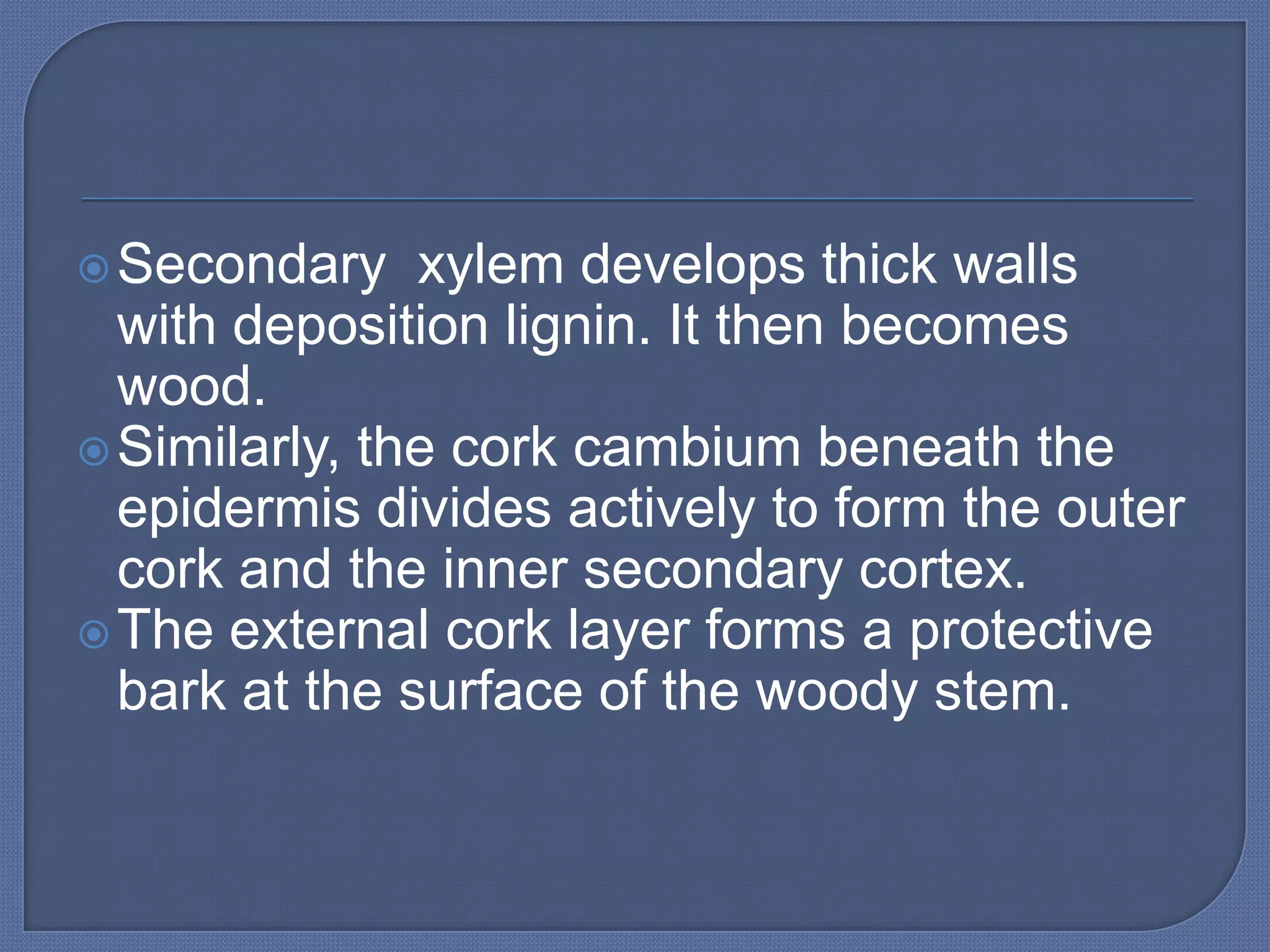  Secondary    xylem develops thick walls
  with deposition lignin. It then becomes
  wood.
 Similarly, the cork cambium beneath the
  epidermis divides actively to form the outer
  cork and the inner secondary cortex.
 The external cork layer forms a protective
  bark at the surface of the woody stem.
 