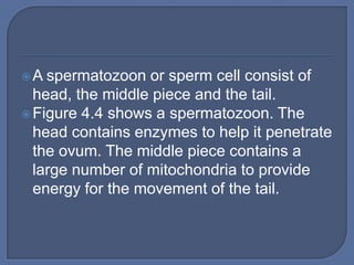A  spermatozoon or sperm cell consist of
  head, the middle piece and the tail.
 Figure 4.4 shows a spermatozoon. The
  head contains enzymes to help it penetrate
  the ovum. The middle piece contains a
  large number of mitochondria to provide
  energy for the movement of the tail.
 
