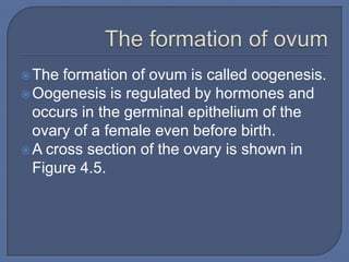  The formation of ovum is called oogenesis.
 Oogenesis is regulated by hormones and
  occurs in the germinal epithelium of the
  ovary of a female even before birth.
 A cross section of the ovary is shown in
  Figure 4.5.
 