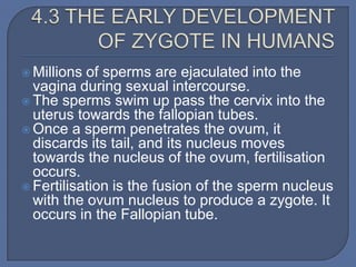  Millions of sperms are ejaculated into the
  vagina during sexual intercourse.
 The sperms swim up pass the cervix into the
  uterus towards the fallopian tubes.
 Once a sperm penetrates the ovum, it
  discards its tail, and its nucleus moves
  towards the nucleus of the ovum, fertilisation
  occurs.
 Fertilisation is the fusion of the sperm nucleus
  with the ovum nucleus to produce a zygote. It
  occurs in the Fallopian tube.
 