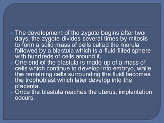 The development of the zygote begins after two
  days, the zygote divides several times by mitosis
  to form a solid mass of cells called the morula
  followed by a blastula which is a fluid-filled sphere
  with hundreds of cells around it.
 One end of the blastula is made up of a mass of
  cells which continue to develop into embryo, while
  the remaining cells surrounding the fluid becomes
  the trophoblast which later develop into the
  placenta.
 Once the blastula reaches the uterus, implantation
  occurs.
 