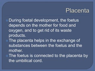  During foetal development, the foetus
  depends on the mother for food and
  oxygen, and to get rid of its waste
  products.
 The placenta helps in the exchange of
  substances between the foetus and the
  mother.
 The foetus is connected to the placenta by
  the umbilical cord.
 