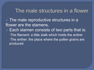   The male reproductive structures in a
flower are the stamens.
 Each stamen consists of two parts that is:
    •The filament: a little stalk which holds the anther
    •The anther: the place where the pollen grains are
    produced
 