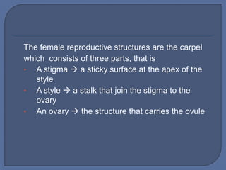 The female reproductive structures are the carpel
which consists of three parts, that is
• A stigma  a sticky surface at the apex of the
   style
• A style  a stalk that join the stigma to the
   ovary
• An ovary  the structure that carries the ovule
 