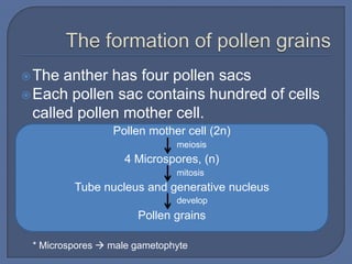  The  anther has four pollen sacs
 Each pollen sac contains hundred of cells
  called pollen mother cell.
                 Pollen mother cell (2n)
                              meiosis
                   4 Microspores, (n)
                              mitosis
         Tube nucleus and generative nucleus
                              develop
                      Pollen grains

 * Microspores  male gametophyte
 