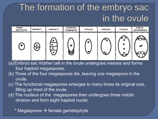 (a) Embryo sac mother cell in the ovule undergoes meiosis and forms
    four haploid megaspores.
(b) Three of the four megaspores die, leaving one megaspore in the
    ovule.
(c) The functional megaspores enlarges to many times its original size,
    filling up most of the ovule.
(d) The nucleus of the megaspores then undergoes three mitotic
    division and form eight haploid nuclei.

   * Megaspores  female gametophyte
 