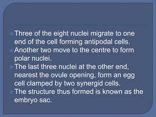  Three   of the eight nuclei migrate to one
  end of the cell forming antipodal cells.
 Another two move to the centre to form
  polar nuclei.
 The last three nuclei at the other end,
  nearest the ovule opening, form an egg
  cell clamped by two synergid cells.
 The structure thus formed is known as the
  embryo sac.
 