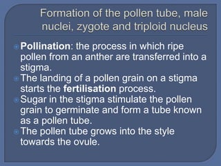  Pollination:  the process in which ripe
  pollen from an anther are transferred into a
  stigma.
 The landing of a pollen grain on a stigma
  starts the fertilisation process.
 Sugar in the stigma stimulate the pollen
  grain to germinate and form a tube known
  as a pollen tube.
 The pollen tube grows into the style
  towards the ovule.
 