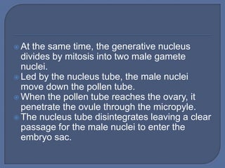  At the same time, the generative nucleus
  divides by mitosis into two male gamete
  nuclei.
 Led by the nucleus tube, the male nuclei
  move down the pollen tube.
 When the pollen tube reaches the ovary, it
  penetrate the ovule through the micropyle.
 The nucleus tube disintegrates leaving a clear
  passage for the male nuclei to enter the
  embryo sac.
 