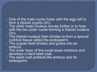  One of the male nuclei fuses with the egg cell to
  form a diploid zygote (2n).
 The other male nucleus moves further in to fuse
  with the two polar nuclei forming a triploid nucleus
  (3n).
 The triploid nucleus then divides to form a special
  nutritive tissue called the endosperm.
 The zygote itself divides and grows into an
  embryo.
 The outer layer of the ovule loses moisture and
  develops a hard seed coat.
 The seed coat protects the embryo and its
  endosperm.
 